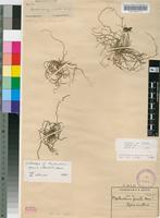 Isosyntype of Mystacidium gracile Harv. [family ORCHIDACEAE]