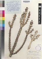 Isotype of Euphorbia griseola Pax subsp. mashonica L.C.Leach [family EUPHORBIACEAE]