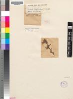 Isosyntype of Lycium schizocalyx C.H.Wright [family SOLANACEAE]