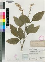 Type of Eriosema muxiria Welw. ex Baker [family FABACEAE]