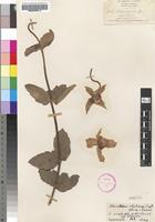 Isotype of Clematopsis simplicifolia Hutch. & Summerh. [family RANUNCULACEAE]