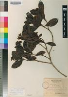 Isotype of Psychotria cyathicalyx E.Petit [family RUBIACEAE]