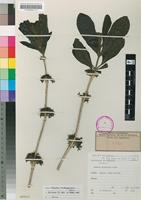 Isotype of Pavetta andongensis Hiern [family RUBIACEAE]