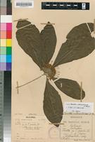 Isotype of Pavetta cataractarum S.Moore [family RUBIACEAE]