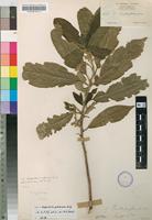 Syntype of Kiggelaria glabrata Gilg [family ACHARIACEAE]