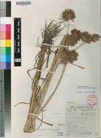 Filed as Cyperus congestus Vahl [family CYPERACEAE]