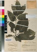 Isotype of Dichapetalum sp. [family DICHAPETALACEAE]