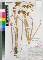 Filed as Courtoisina cyperoides (Roxb.) Soják [family CYPERACEAE]
