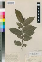 Isotype of Mkilua fragrans Verdc. [family ANNONACEAE]