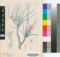 Adenium oleifolium Stapf