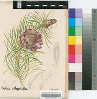 Protea pityphylla E.Phillips