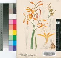 Montbretia crocosmaeflora Hort.