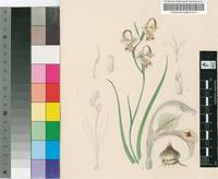 Gladiolus orchidiflorus Andrews