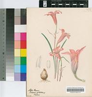 Cyrtanthus galpinii Baker