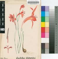 Gladiolus watsonius Thunb.