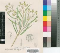 Asclepias fruticosa L.
