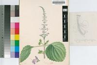 Plectranthus galpinii Schltr.