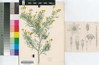 Euryops multifidus (Thunb.) DC.