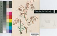 Trichodesma physaloides (Fenzl) A.DC.