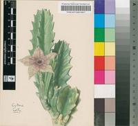 Stapelia clavicorona I.Verd.