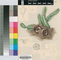 Huernia zebrina N.E.Br. subsp. zebrina
