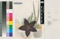 Stapelia gemmiflora Masson var. hircosa (Jacq.) N.E.Br.
