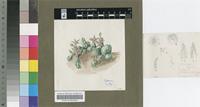 Piaranthus comptus N.E.Br.