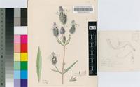 Pycnostachys purpurascens Briq.