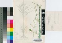 Chlorophytum rhodesianum E.Phillips