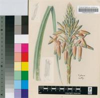 Aloe cooperi Baker subsp. cooperi