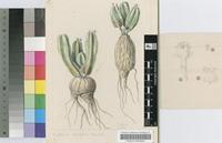 Euphorbia tubiglans Marloth ex R.A.Dyer