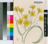 Senecio albanensis DC.