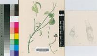 Ceropegia plicata E.A.Bruce