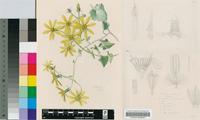 Senecio bryoniifolius Harv.