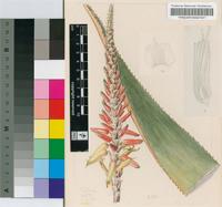Aloe lutescens Groenew.
