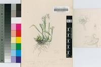 Polystachya ottoniana Rchb.f.
