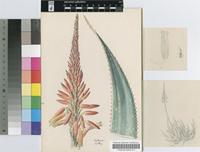 Aloe framesii L.Bolus