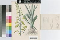Albuca bainesii Baker