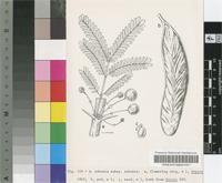 Acacia robusta Burch. subsp. robusta