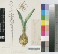 Urginea multifolia G.J.Lewis