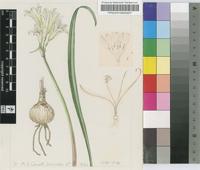 Cyrtanthus affinis R.A.Dyer