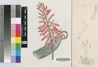 Aloe verdoorniae Reynolds