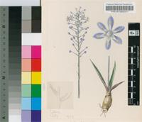 Scilla kraussii Baker