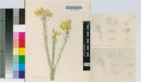 Priestleya umbellifera Eckl. & Zeyh.