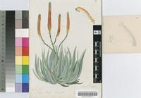 Aloe reitzii Reynolds var. reitzii