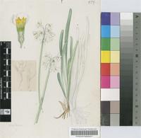 Tulbaghia natalensis Baker