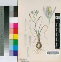 Albuca setosa Jacq.