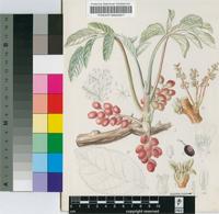 Lannea edulis (Sond.) Engl.