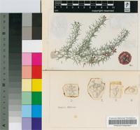 Euphorbia corniculata R.A.Dyer