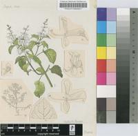 Plectranthus zuluensis T.Cooke